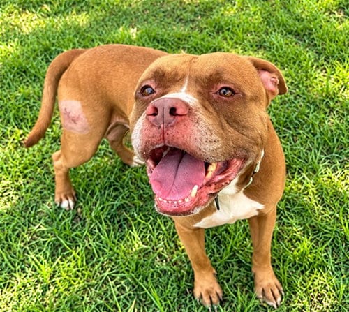 Photo of Nitro, adoptable Staffordshire Bull Terrier in Ocala, Florida