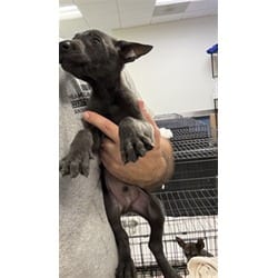 Photo of Abigail, adoptable Belgian Malinois in Doral, Florida