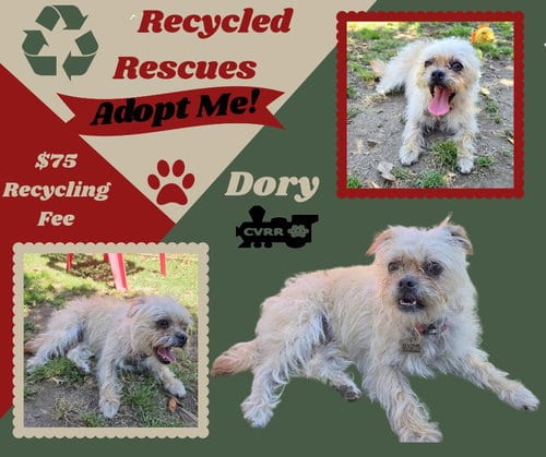 Photo of Dory (Recycle), adoptable Shih Tzu in Lindsay, California