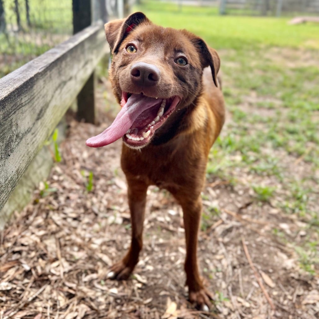 Photo of Arabica Bean, adoptable Mixed Breed (Medium) in Milton, Florida