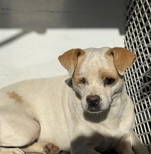 Photo of Jamie, adoptable Chihuahua in Bakersfield, California