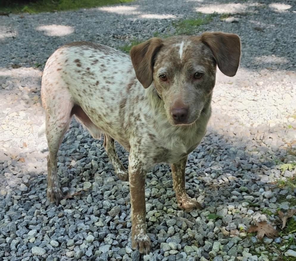 Photo of Rip, adoptable Cattle Dog in Crossville, Tennessee