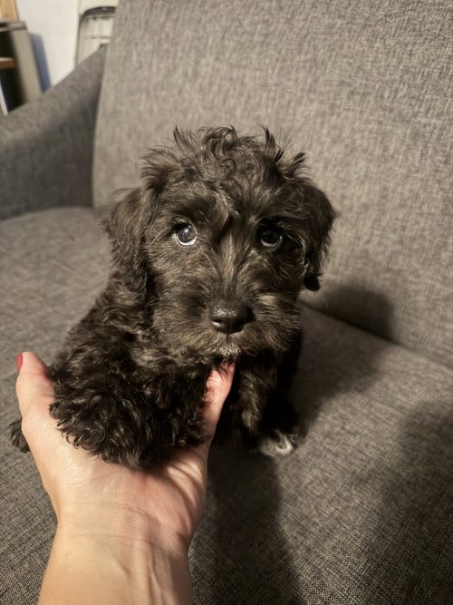 Photo of Frodo, adoptable Schnauzer in Wheaton, Illinois