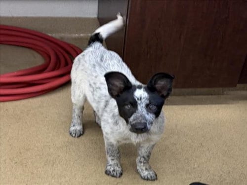 Photo of Deegan, adoptable Australian Cattle Dog/Blue Heeler in Derwood, Maryland
