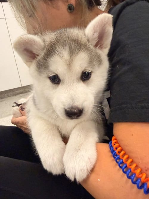 Photo of Rhinestone, adoptable Husky in Phoenix, Arizona