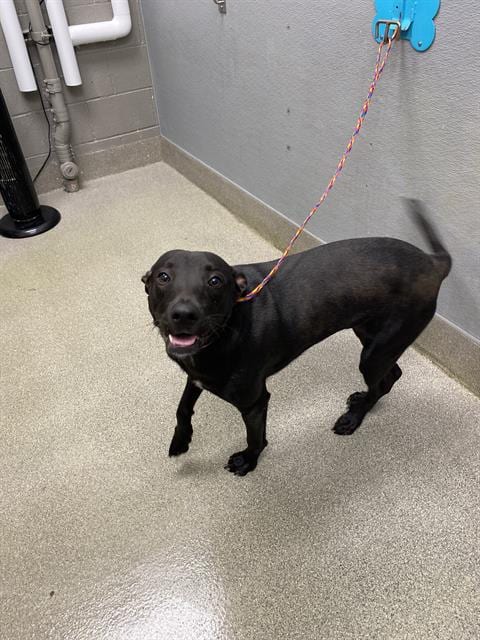 Photo of Toby, adoptable Labrador Retriever in Las Vegas, Nevada