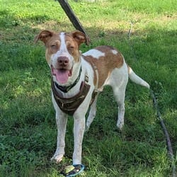 Photo of Boris PF, adoptable Hound (Unknown Type) in Hartford, Connecticut