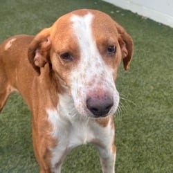 Photo of Rooster 4090, adoptable Coonhound in Loxahatchee, Florida