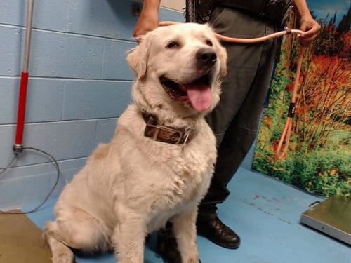 Photo of A554518, adoptable Great Pyrenees in Moreno Valley, California