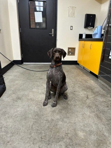 Photo of Maggie, adoptable Pointer in Los Angeles, California