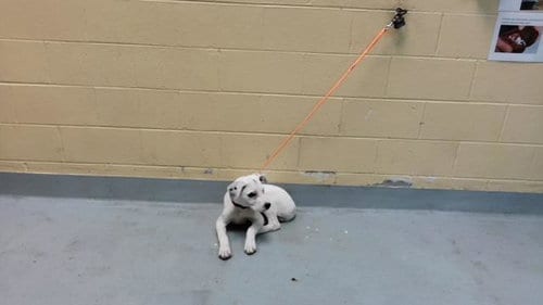 Photo of Ace, adoptable Pit Bull Terrier in Tulsa, Oklahoma