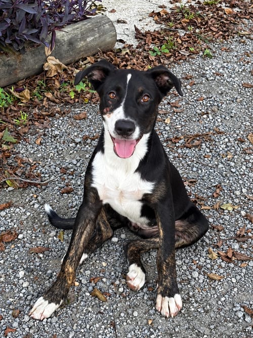 Photo of Spotlight, adoptable Terrier in Mobile, Alabama