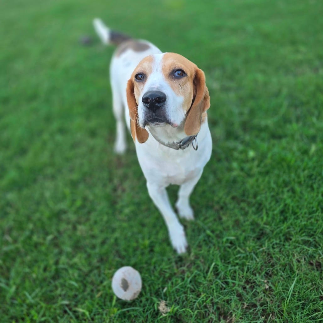 Photo of Penny Lane, adoptable Beagle / Hound in Hinesville, Georgia
