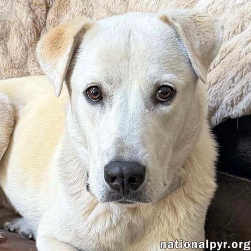 Photo of Biscuit in FL - Gentle, Quiet & Courageous, adoptable Great Pyrenees in Beacon, New York