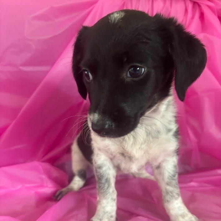 Photo of Loofah, adoptable Shepherd, Australian / Mixed Breed (Small) in North Charleston, South Carolina
