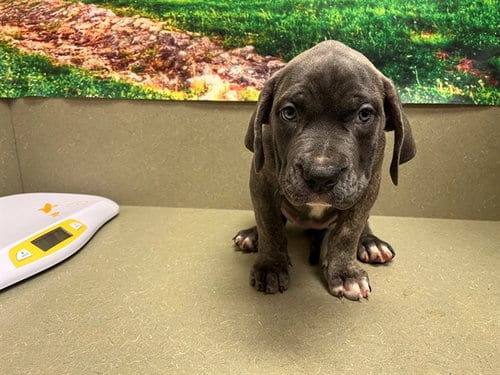 Photo of A553982, adoptable Cane Corso Mastiff in Moreno Valley, California