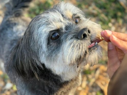 Photo of Shadow, adoptable Maltese in Santa Cruz, California