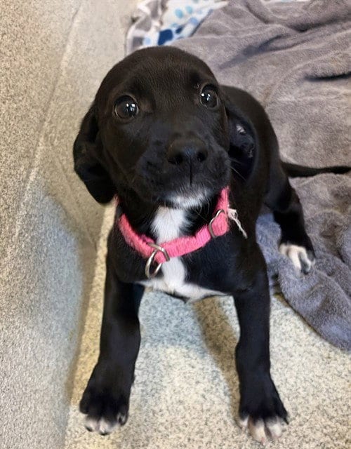 Photo of Jasmine, adoptable Boxer in Statesville, North Carolina