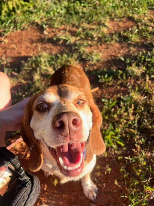 Photo of Plum: At shelter, adoptable Beagle in Rustburg, Virginia