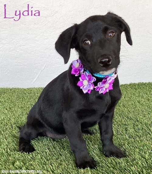 Photo of Lydia, adoptable Black Labrador Retriever in San Diego, California