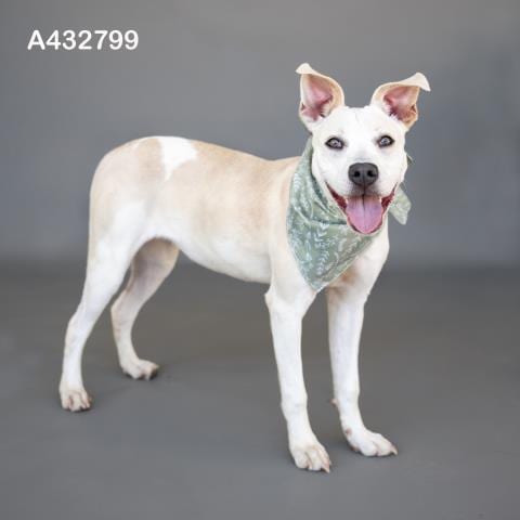 Photo of Maybelline, adoptable Pit Bull Terrier in Conroe, Texas