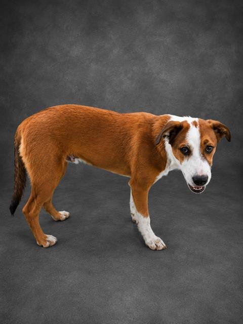Photo of Pancake, adoptable German Shepherd Dog in Winter Haven, Florida