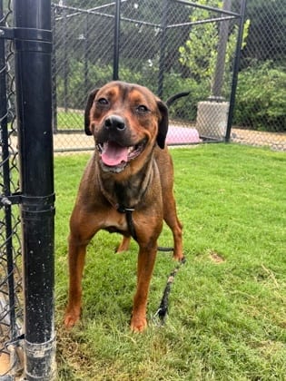 Photo of When, adoptable dog in Atlanta, Georgia
