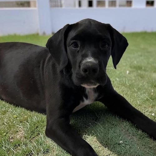 Photo of Clark Kent, adoptable Labrador Retriever in San Diego, California