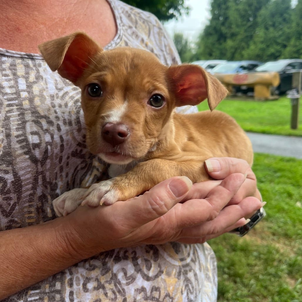 Photo of Kona, adoptable Mixed Breed (Medium) in Maryland, Maryland