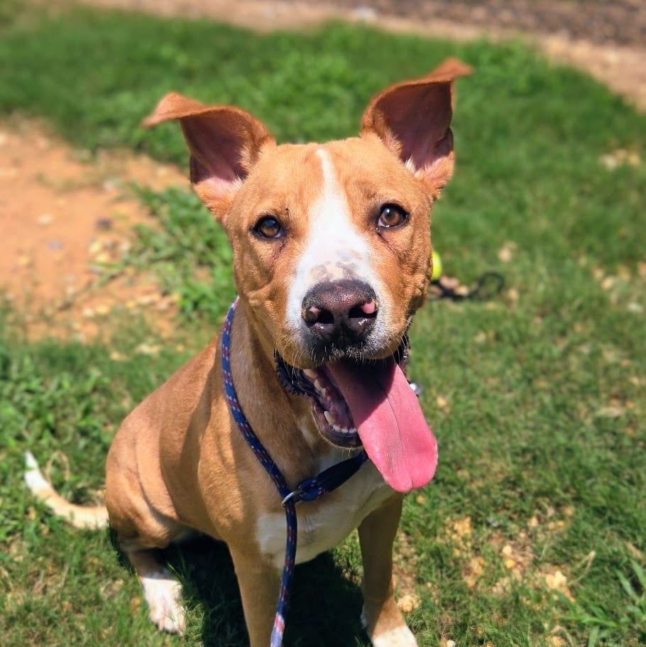 Photo of Shy, adoptable Mixed Breed in Douglasville, Georgia
