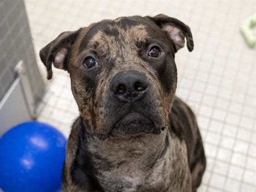 Photo of Dougie, adoptable Rottweiler in Denver, Colorado