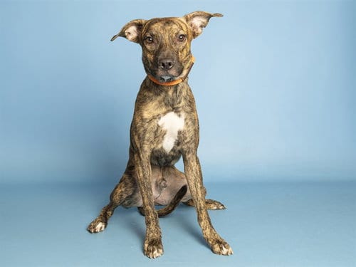 Photo of Pablo, adoptable American Pit Bull Terrier in Phoenix, Arizona