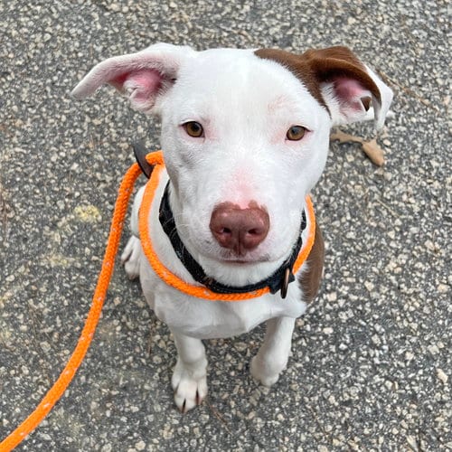 Photo of Nada, adoptable Pointer in McCormick, South Carolina