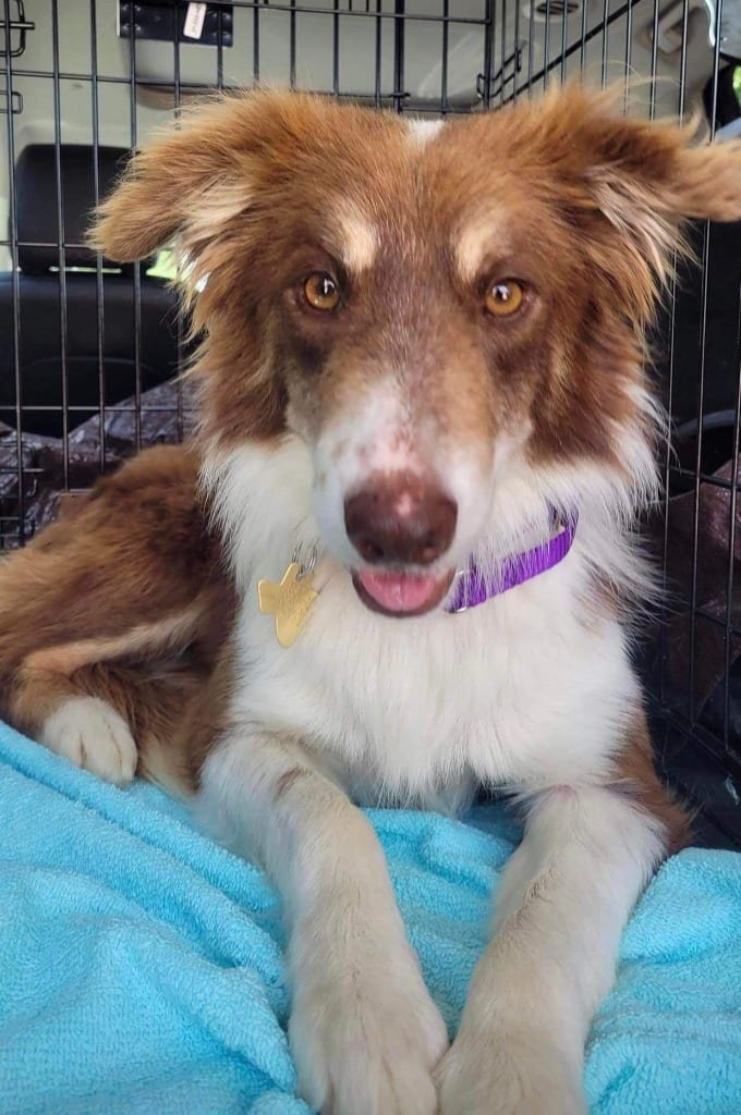 Photo of Kirby, adoptable Border Collie in Texas