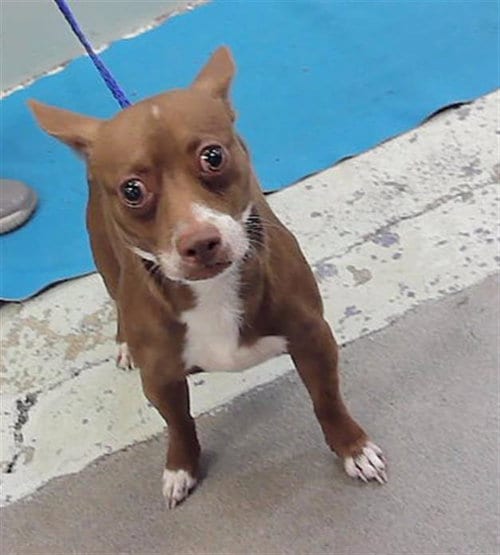 Photo of Pablo, adoptable Chihuahua in Houston, Texas