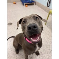 Photo of Winter, adoptable American Pit Bull Terrier in Brighton, Colorado