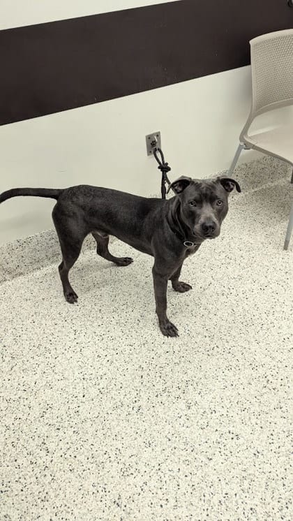 Photo of Mudflap, adoptable dog in Atlanta, Georgia