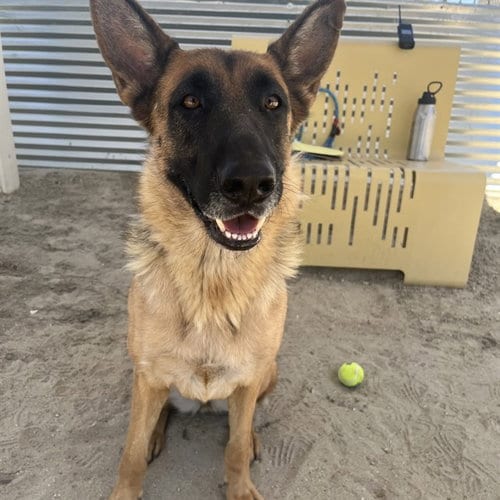 Photo of Tessie, adoptable German Shepherd Dog in Thousand Palms, California