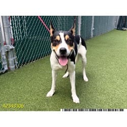 Photo of Ruby, adoptable Mixed Breed (Medium) in West Palm Beach, Florida