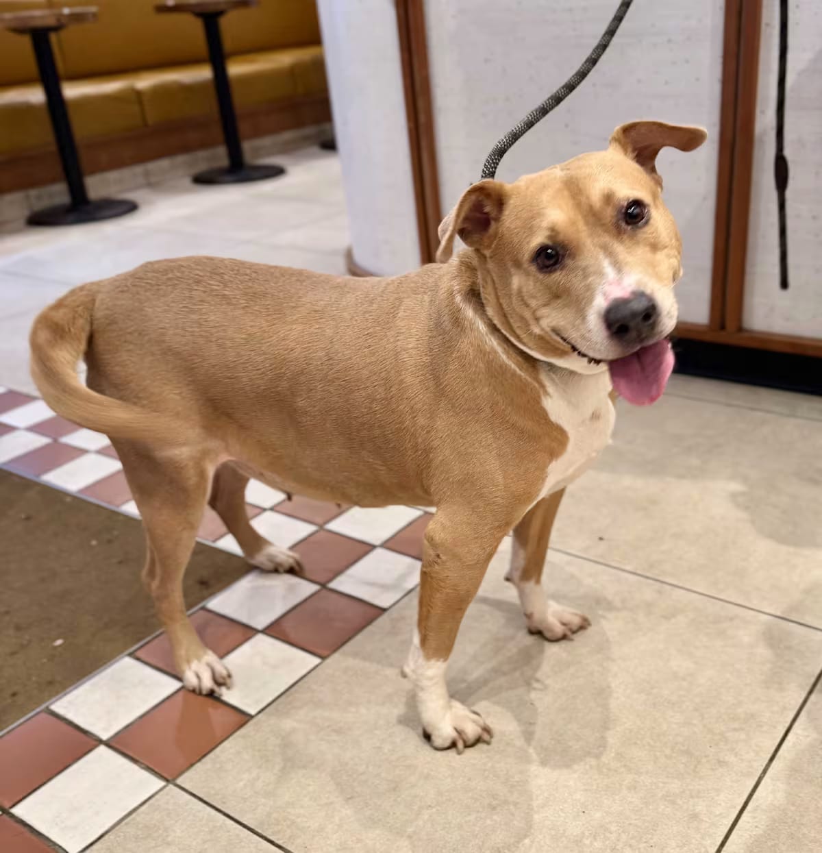 Photo of Pillow, adoptable Pit Bull Terrier/Labrador Retriever in New York, New York