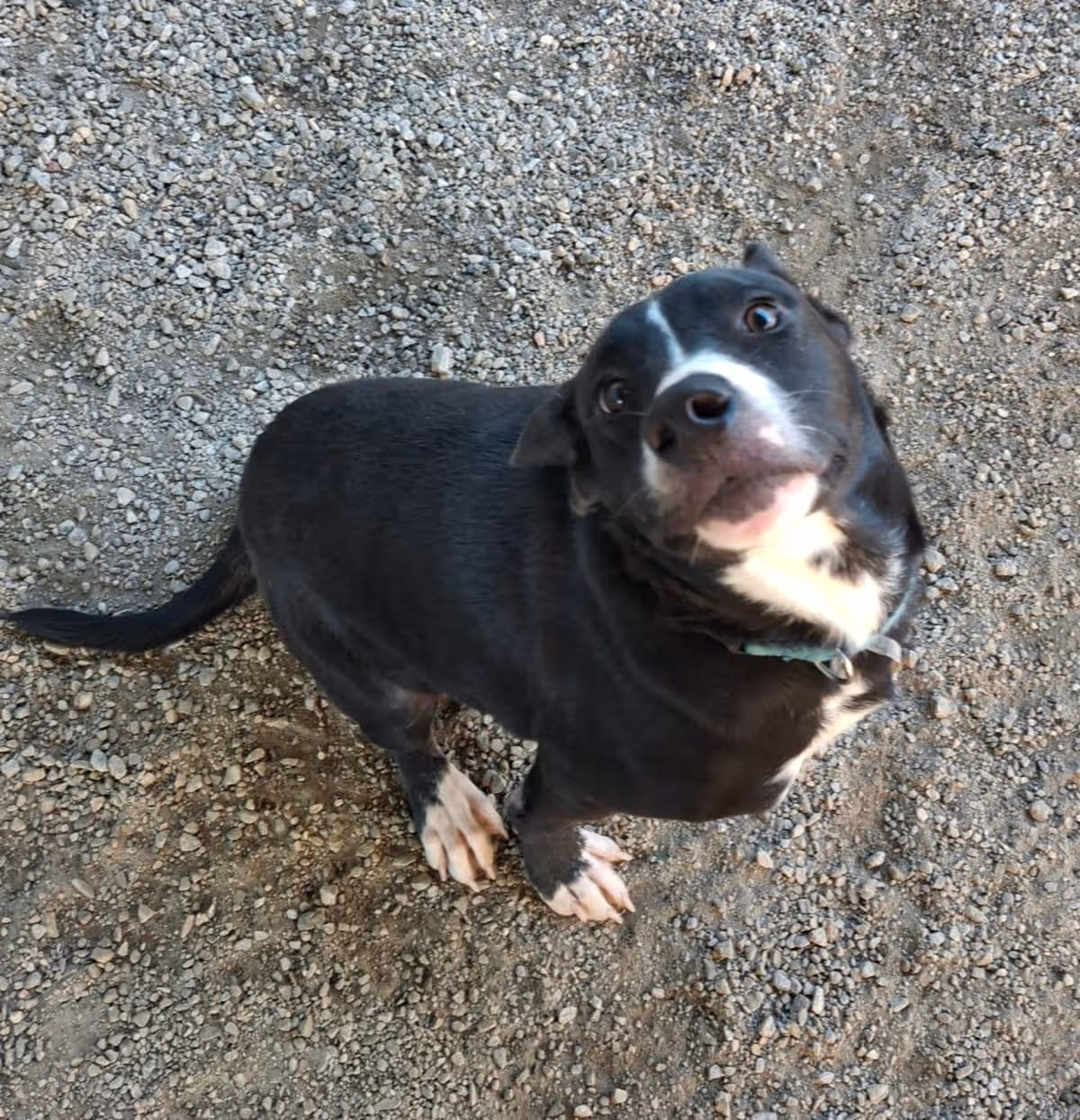 Photo of Stormy, adoptable Mixed Breed (Medium) in Greenville, South Carolina
