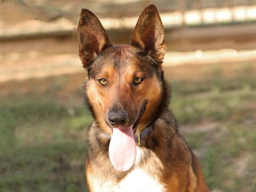 Photo of Dani, adoptable German Shepherd Dog in Ojai, California