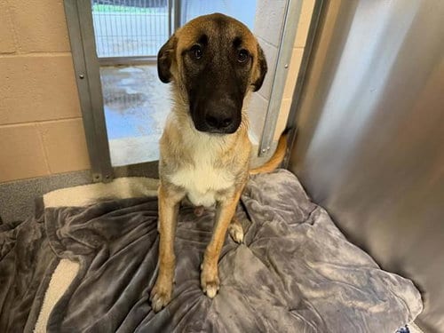 Photo of Camo, adoptable German Shepherd Dog in Orange, California