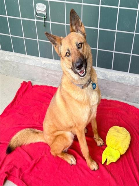 Photo of Evie, adoptable German Shepherd Dog in Rancho Cucamonga, California
