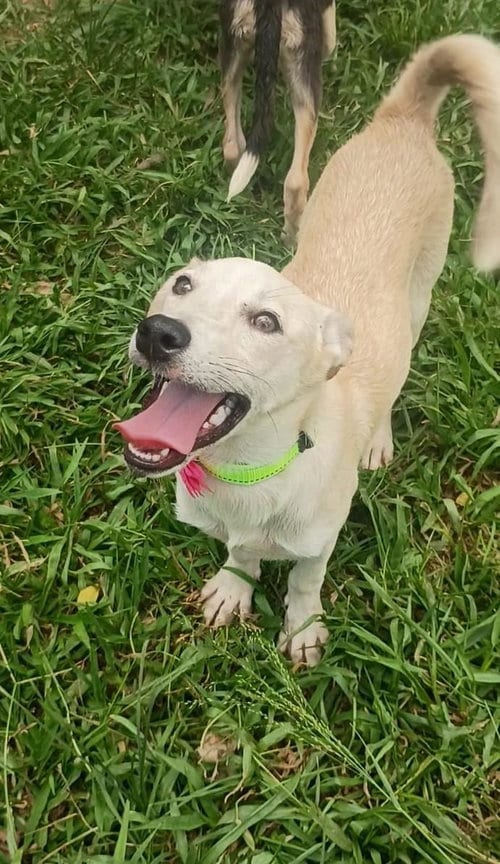 Photo of Amanda, adoptable Labrador Retriever in Albion, New York