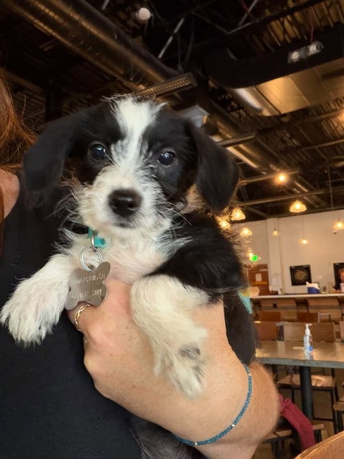 Photo of Brisa - "B" Litter, adoptable Terrier in Holly Springs, North Carolina