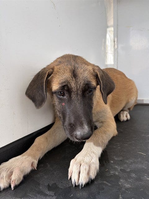 Photo of A171177, adoptable German Shepherd Dog in Bakersfield, California