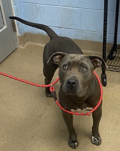 Photo of Change, adoptable dog in Chamblee, Georgia