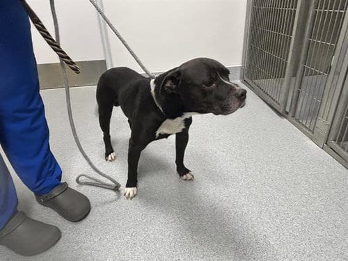 Photo of Espresso, adoptable American Pit Bull Terrier in Ocala, Florida