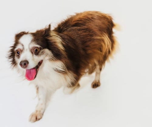 Photo of Libby, adoptable Australian Shepherd in York, South Carolina